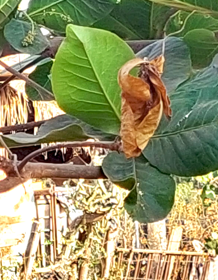 hoja